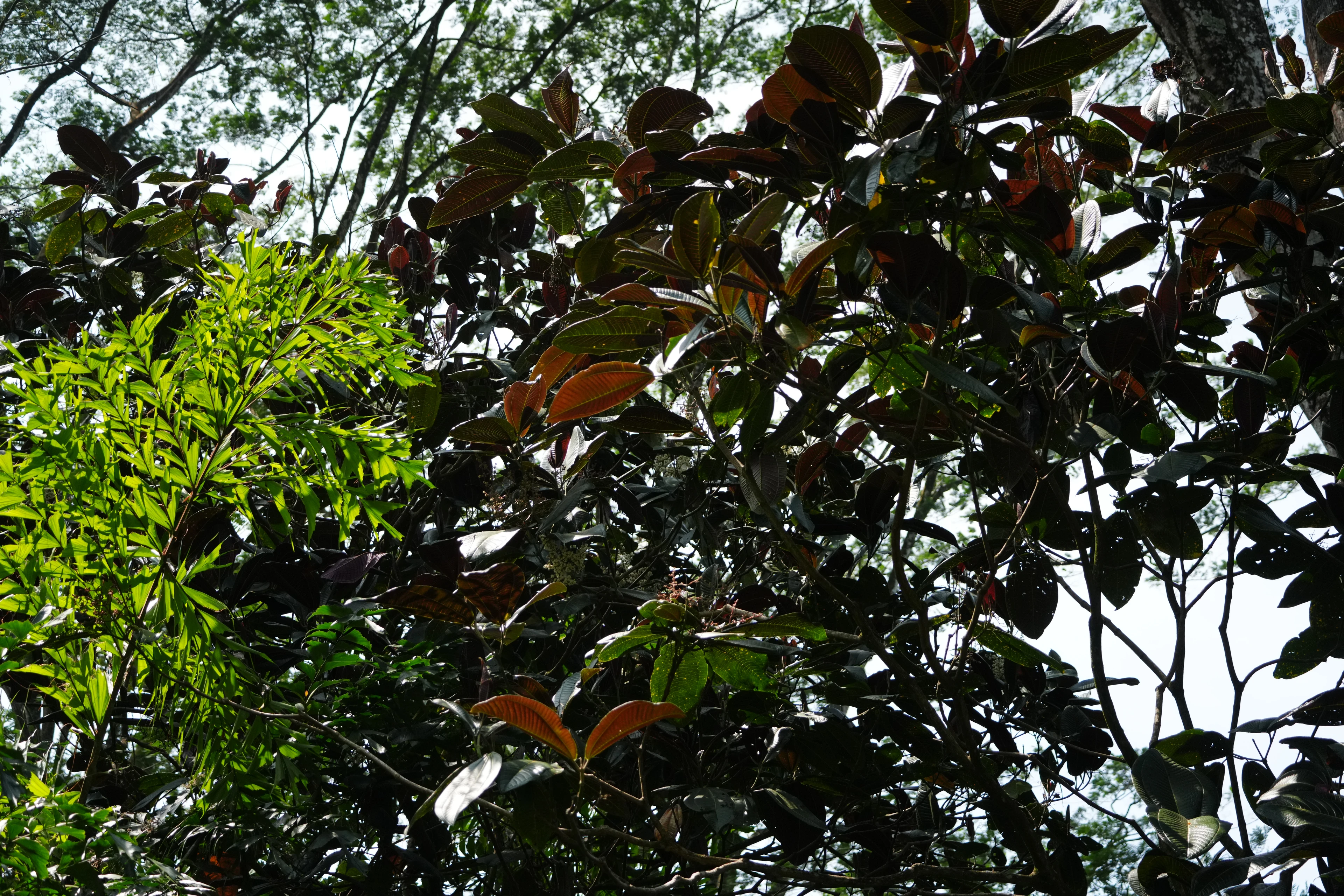 SRI LANKA