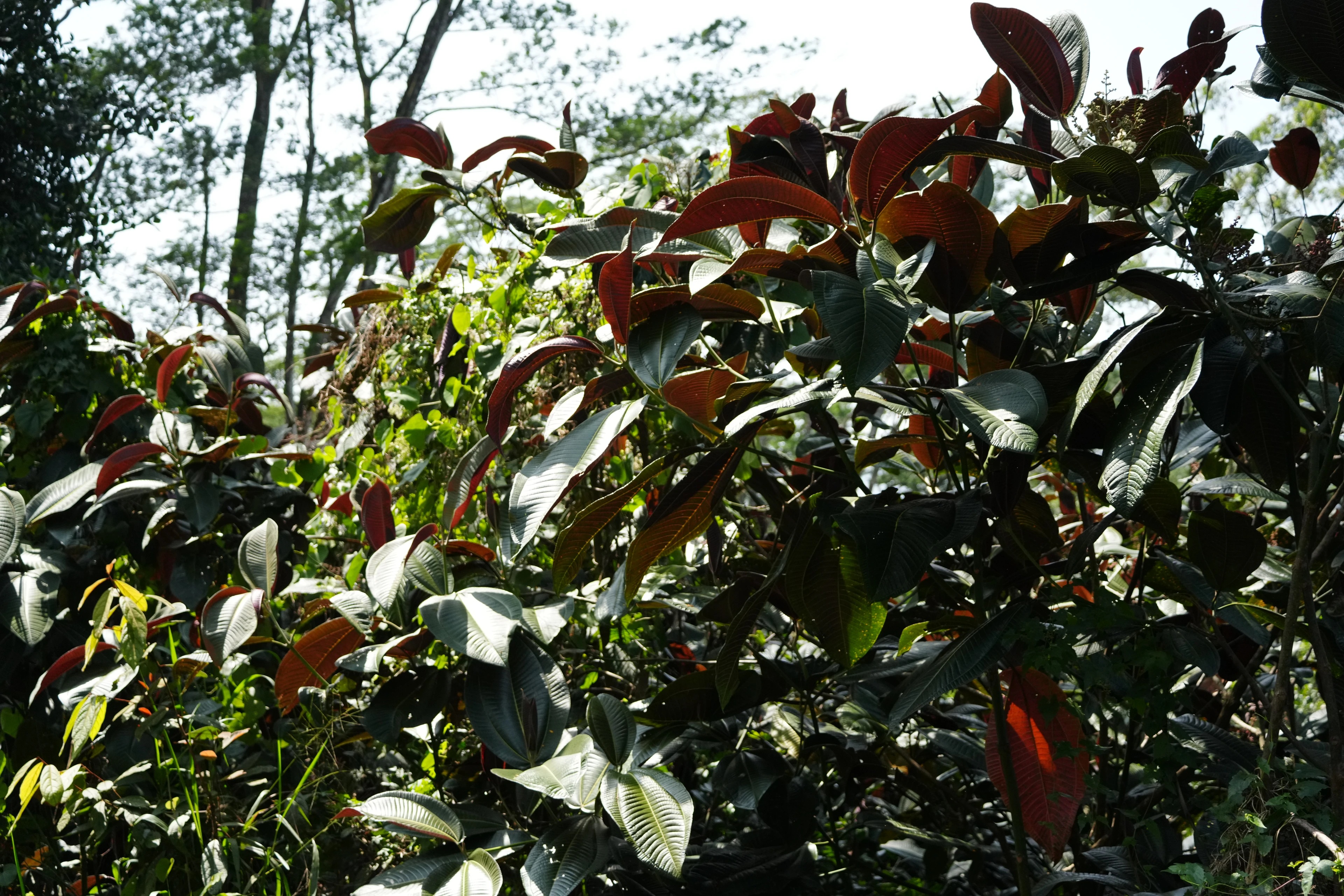 SRI LANKA